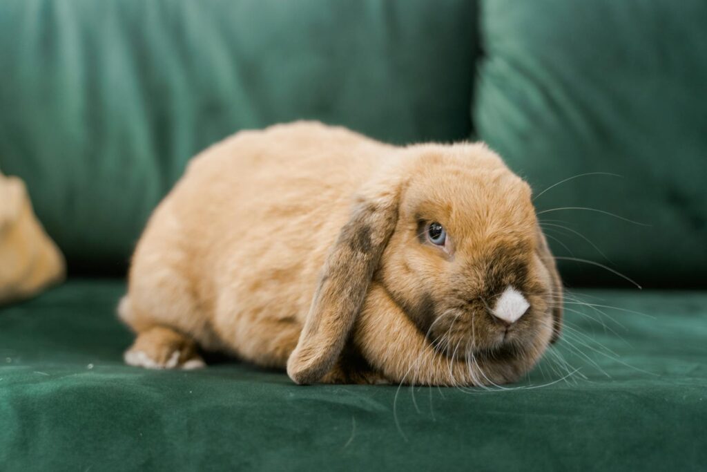 Cute brown rabbit lying on a green sofa. Perfect pet photography capturing adorableness.