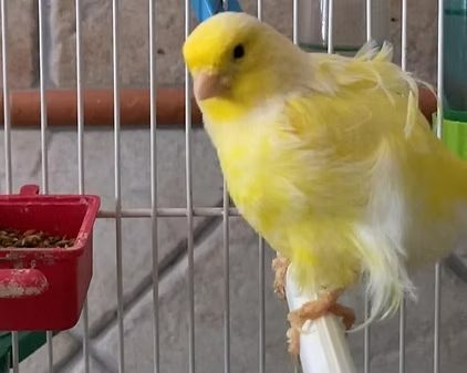 Adopción - Ru y Paul